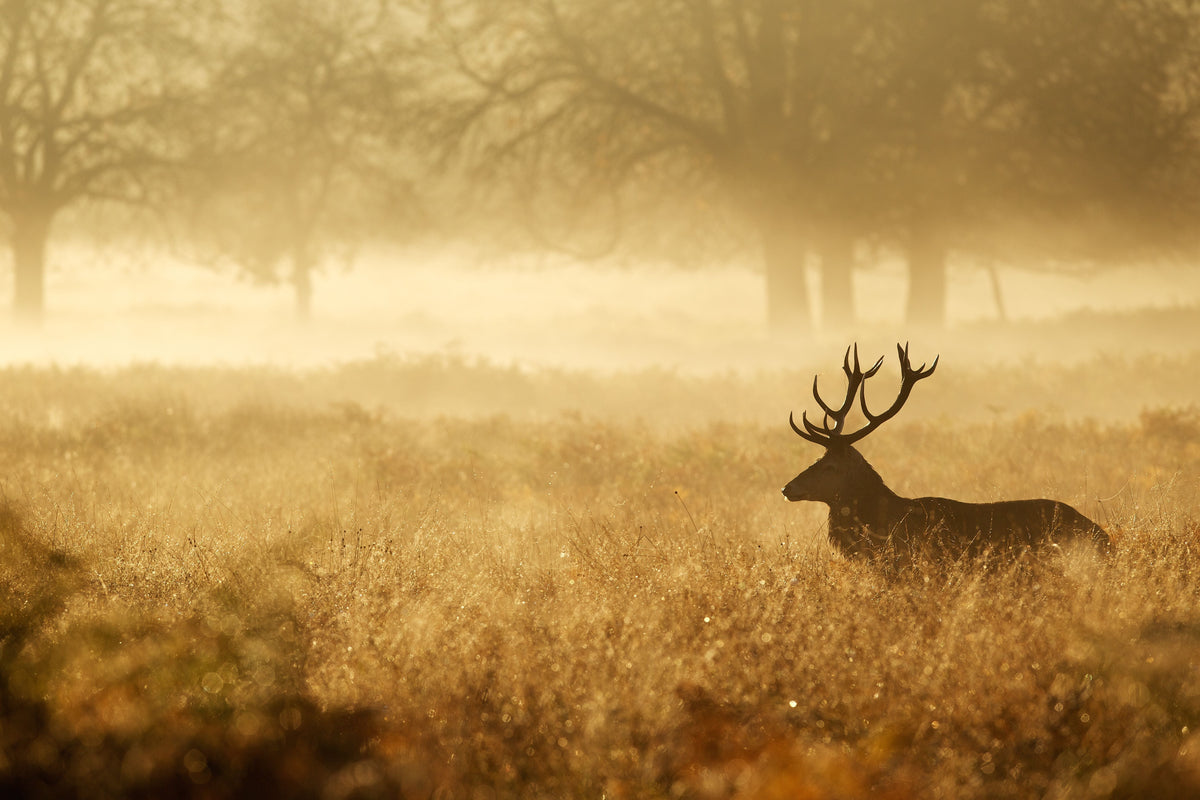 Become an expert deer hunter with these tips